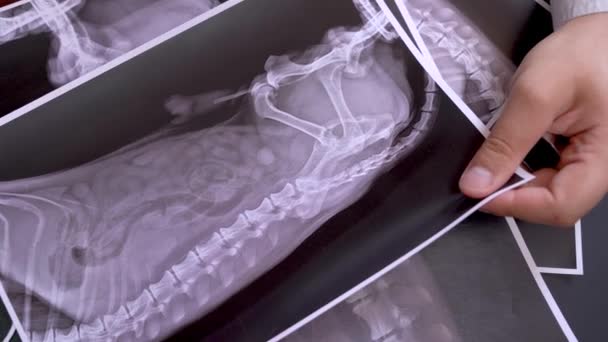 Der Tierarzt markiert mit rotem Lippenstift den Krankheitsort auf dem Röntgenbild des Dackelhundes, von oben, aus nächster Nähe. Quacksalber täuscht Patienten, damit sie mehr Geld verdienen — Stockvideo