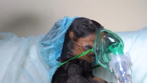 Φτωχό άρρωστο dachshund σε προστατευτικό αναλώσιμο χειρουργικό καπάκι και αναισθησία μάσκα οξυγόνου βρίσκεται στο χειρουργικό τραπέζι πριν από σύνθετη διαδικασία στο νοσοκομείο, κοντά — Αρχείο Βίντεο