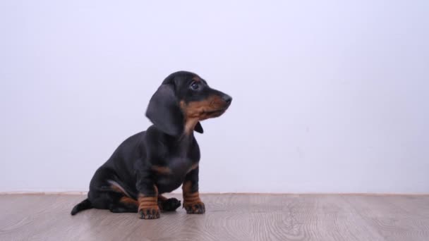 Sahibi huzursuz dachshund köpeğini elinden besliyor. Eğitimde doğru performans gösteren itaatkar yavru köpeğe şeffaf, kurutulmuş lezzetli bir ikram sunuyor. — Stok video