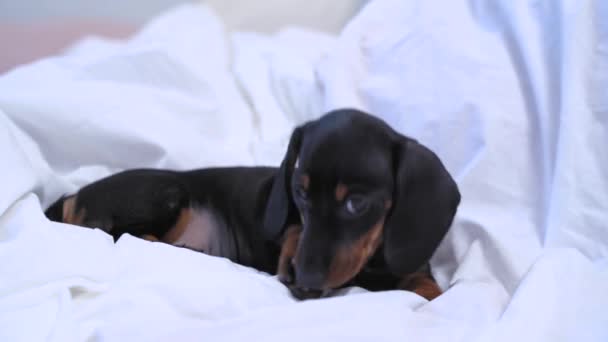かわいいダックスフント子犬は、自宅や犬小屋で柔らかい暖かい毛布の上にベッドの上で足で刺激的に傷が直面しています。純血犬における神経障害、弱い免疫および皮膚疾患 — ストック動画