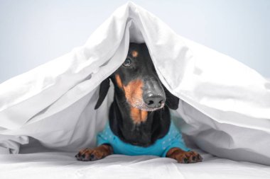 Mavi pijamalı komik dachshund uyandı ya da uyumaya gidiyor. Yatak örtüsü reklamı ya da evcil hayvanlar için ev kıyafetleri. Köpeğin sahibinin yatağına girmesini nasıl engelleyeceksin?