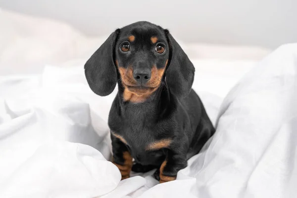 Obedient cute black and tan dachshund puppy sitting on white blanket and touching gaze looks straight in bedroom. Gentle portrait of baby dog — Stock Photo, Image