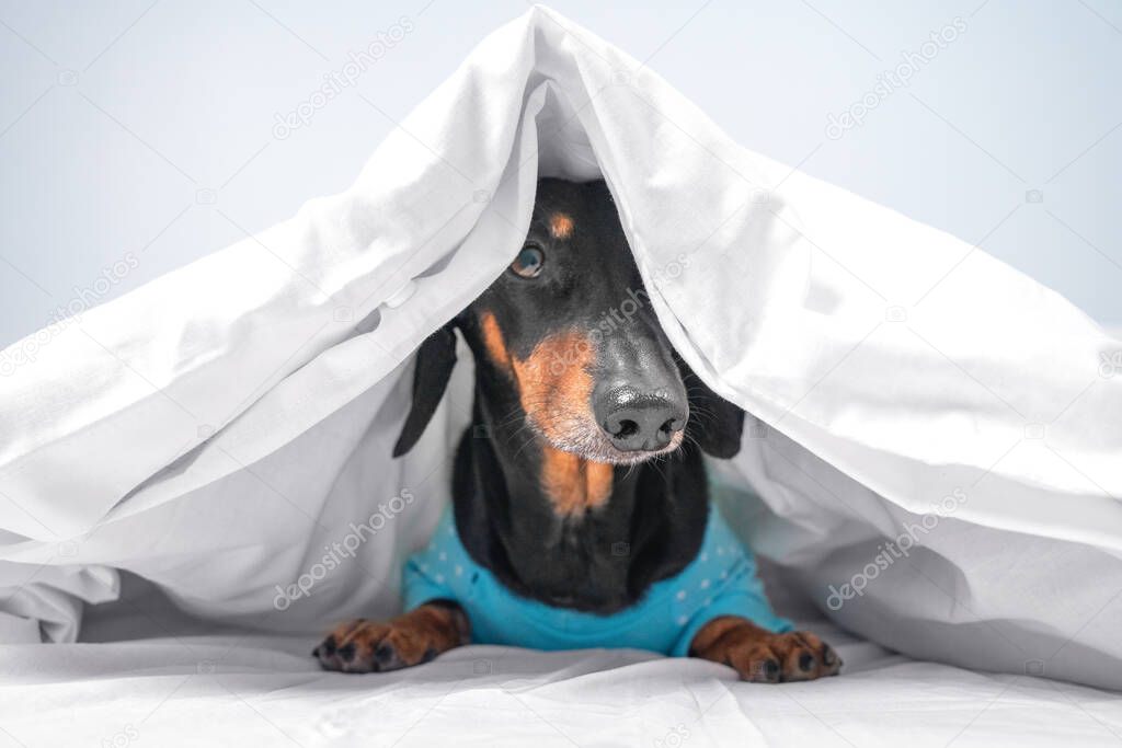 Funny dachshund in blue pajamas just woke up or going to sleep. Advertising bed linen or home clothes for pets. How to wean dog from getting into bed of owner