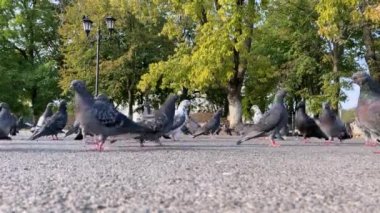 Bir sürü güvercin asfalt yüzeyde bir ileri bir geri yürüyüp parkın yakınındaki caddede yiyecek arıyor. Şehir ortamında hayvan hayatı. Kuşlar enfeksiyon taşıyıcılarıdır.