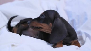 Dachshund köpek yavrusu, arka pençesi yatakta yatarken kaşınır. Safkan köpeklerde zayıf bağışıklık ve deri hastalıkları. Pire, kene ve diğer hastalıklara karşı özel bir tedavi yöntemi geliştirme ihtiyacı