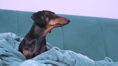 Şirin siyah ve bronz dachshund, mavi koltukta yumuşak battaniyeye sarılı olarak oturur. İnsan eli, köpek için ödül veriyor. Evdeki şımarık hayvan, ya da motivasyon süreci, olumlu duygular yaratıyor.