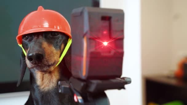 Primer plano retrato perro Dachshund, negro y bronceado, en una estafa naranja — Vídeo de stock