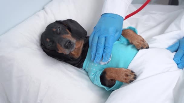 Teckel hond, zwart en bruin, slapen in bed in het ziekenhuis, bedekt met een deken, dierenarts audities een hond met een stethoscoop. — Stockvideo