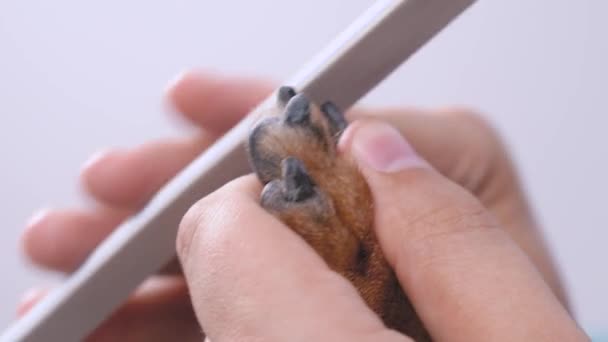 Zavřít lidské ruce pečlivě, aby oválný tvar pro psí nehty s pilníkem — Stock video