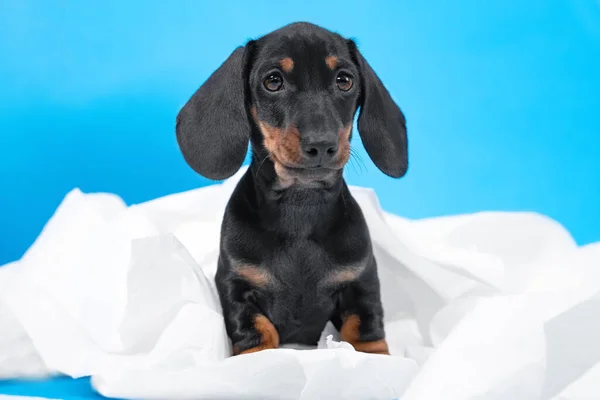 Χαριτωμένο κουτάβι dachshund ένοχος κοιτάζει τον ιδιοκτήτη μετά από φάρσες με χαρτί τουαλέτας, σε ένα μπλε φόντο του σπιτιού. Ανυπάκουος σκύλος — Φωτογραφία Αρχείου