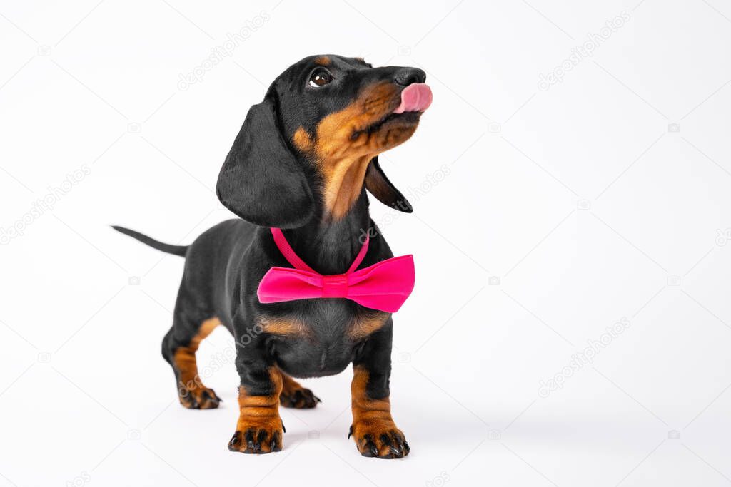 Fashionable dachshund puppy with bow tie around neck looks up with interest and licks lips, front view, white background, copy space. Hungry baby dog is waiting for feeding. Fancy costumes for pets