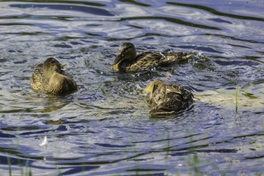 Sıcak bir gün. Kukuletalı karga (Corvus cornix) göl suyu görünüyor. Kuşlar, hayvanlar, doğal fenomenler hakkında site.