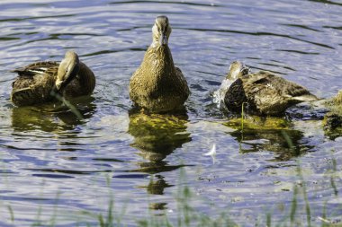 Sıcak bir gün. Kukuletalı karga (Corvus cornix) göl suyu görünüyor. Kuşlar, hayvanlar, doğal fenomenler hakkında site.