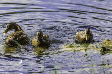 Sıcak bir gün. Kukuletalı karga (Corvus cornix) göl suyu görünüyor. Kuşlar, hayvanlar, doğal fenomenler hakkında site.