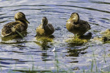 Sıcak bir gün. Kukuletalı karga (Corvus cornix) göl suyu görünüyor. Kuşlar, hayvanlar, doğal fenomenler hakkında site.