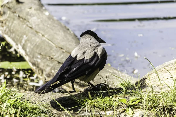 Une Journée Chaude Corneille Capuchon Corvus Cornix Regarde Eau Étang — Photo