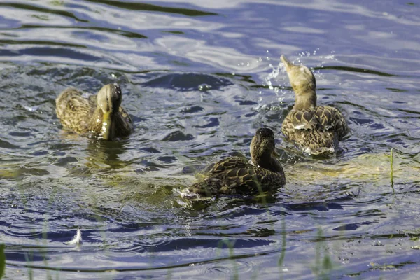Sıcak bir gün. Kukuletalı karga (Corvus cornix) göl suyu görünüyor. Kuşlar, hayvanlar, doğal fenomenler hakkında site.