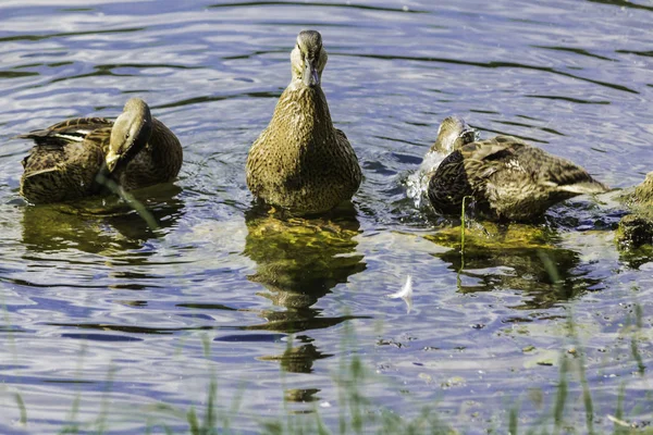 Sıcak bir gün. Kukuletalı karga (Corvus cornix) göl suyu görünüyor. Kuşlar, hayvanlar, doğal fenomenler hakkında site.