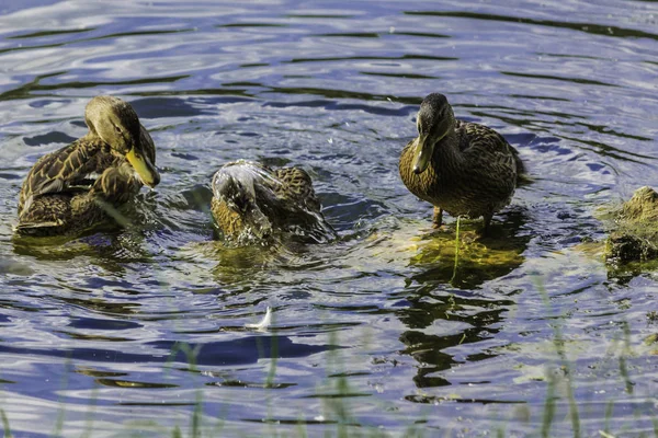 Sıcak bir gün. Kukuletalı karga (Corvus cornix) göl suyu görünüyor. Kuşlar, hayvanlar, doğal fenomenler hakkında site.