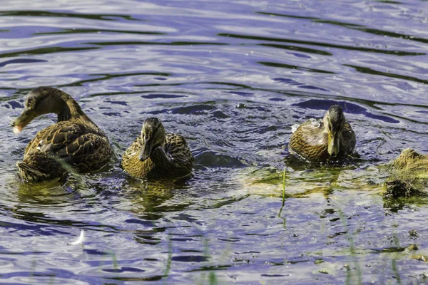 Sıcak bir gün. Kukuletalı karga (Corvus cornix) göl suyu görünüyor. Kuşlar, hayvanlar, doğal fenomenler hakkında site.