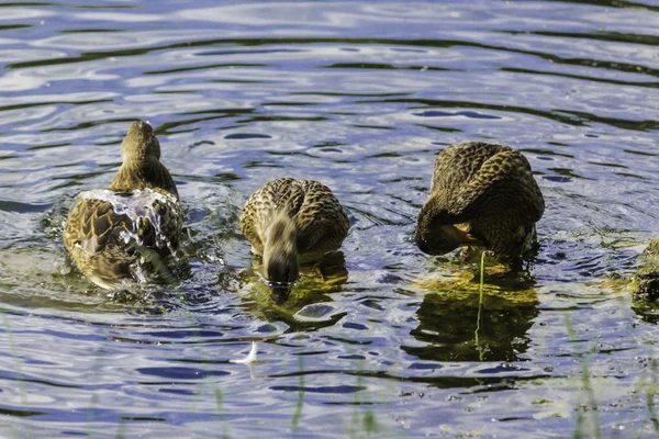 Sıcak bir gün. Kukuletalı karga (Corvus cornix) göl suyu görünüyor. Kuşlar, hayvanlar, doğal fenomenler hakkında site.