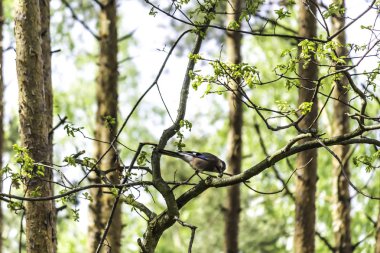 Çam ormanı. Jay (Garrulus glandarius) bir çam dal üzerinde oturan bir somun çatlama. Kuşlar, hayvanlar, Parklar ve orman hakkında site.