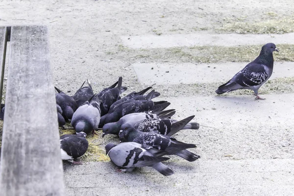Stadtpark Ein Paar Tauben Picken Verstreut Getreide Aber Eine Taube — Stockfoto