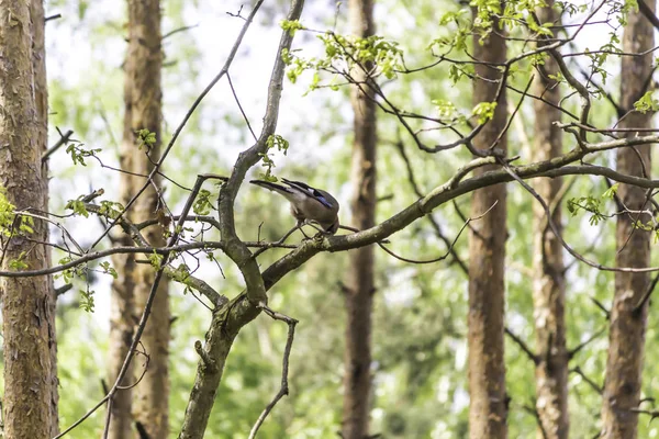 Çam ormanı. Jay (Garrulus glandarius) bir çam dal üzerinde oturan bir somun çatlama. Kuşlar, hayvanlar, Parklar ve orman hakkında site.