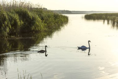 Sazlık Vistula Nehri, Polonya'nın ağzında yakınındaki iki kuğu yüzme. Doğa, yaban hayatı, kuşlar, Aile hakkında site.