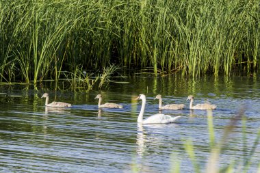 Sazlık Nehri boyunca oluşan bir kuğu anne ve dört bebek kuğu, kuğu, damızlık yüzer. Doğa, yaban hayatı, kuşlar, Aile hakkında site.