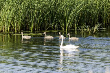 Sazlık Nehri boyunca oluşan bir kuğu anne ve dört bebek kuğu, kuğu, damızlık yüzer. Doğa, yaban hayatı, kuşlar, Aile hakkında site.