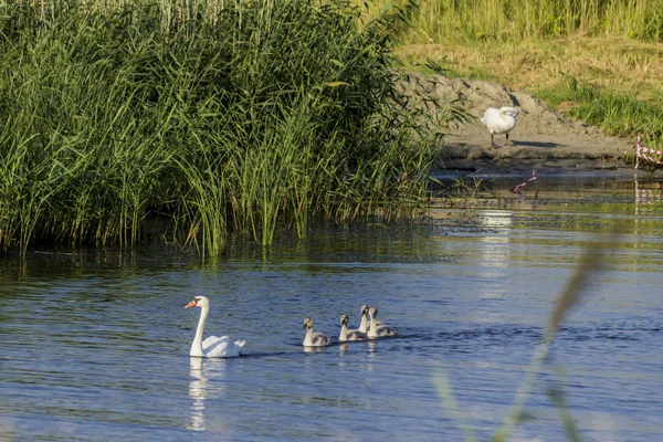 Eine Schwanenbrut Bestehend Aus Einer Schwanenmutter Und Vier Babyschwänen Schwimmt — Stockfoto