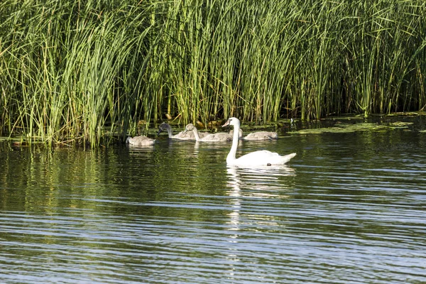 Uma Ninhada Cisnes Consistindo Uma Mãe Cisne Quatro Cisnes Bebés — Fotografia de Stock