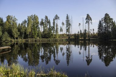 Orman göl kıyısında. Ağaçlar güneş altında su yansıtılır. Doğa, mevsim, bitkiler, sanat, hava durumu hakkında site için arka plan.