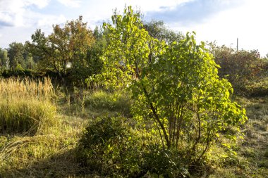 Sonbahar renkli bahçe içinde sabah güneşin ışınları. Doğa, mevsim, bitkiler, sanat hakkında site için iyi bir arka plan.