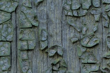 Makro fotoğraf. Eski bir mavi boya doku. Birkaç kat. Evin ahşap duvar yağmur tarafından yıkandı. Farklı siteler için iyi bir arka plan.