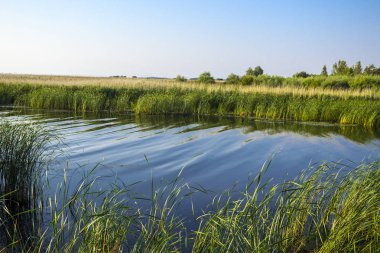 Sıcak güneşli sabah. Vistula Bay ve Royal Vistula ağız. Seyahat, Doğa, balıkçılık hakkında site. Pomorskie bölge, Polonya. 