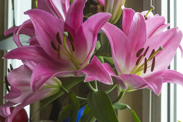Pembe lily çiçekler çiçek açmış. Kapat-up.Petals pembe rengi, kahverengi stamens ve yeşil pistil. Çiçekler, Doğa, sanat ve buketleri ilgili bir site için arka plan.