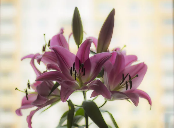 Blühende Rosa Lilienblüten Auf Weißem Hintergrund Blütenblätter Von Rosa Farbe — Stockfoto