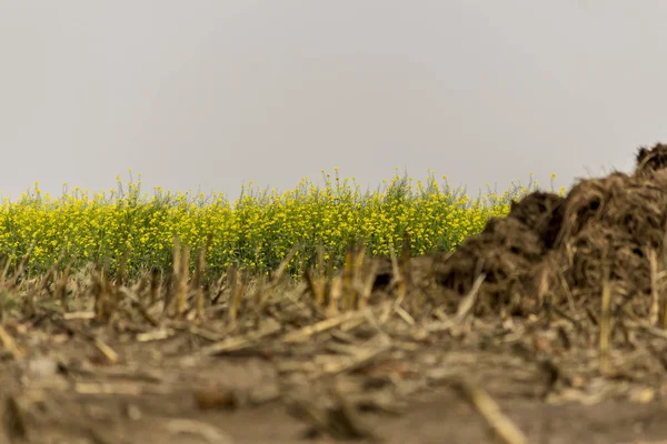 牛糞と藁の上に収穫されたトウモロコシ畑から肥料の山 イエロー マスタード Sinapis アルバ を開花します ポーランドのポドラシェ県 — ストック写真