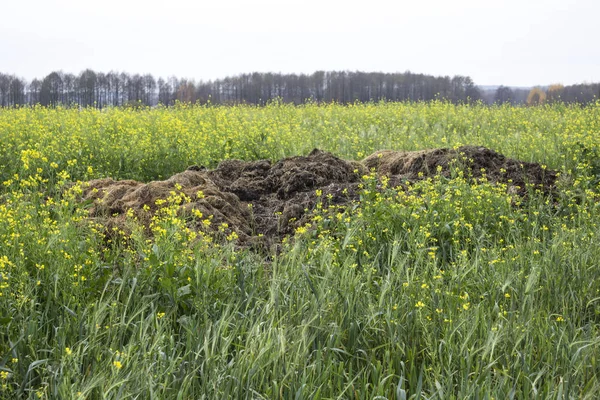肥料は牛糞と藁の上に咲く黄色のフィールド マスタード Sinapis アルバ からの大規模な山 ポーランドのポドラシェ県 — ストック写真