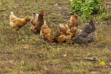 Farklı renklerde birkaç tavuk. Çift amaçlı, yumurta ve et. Yerli kuşlar çiftlik çim üzerinde yürüyor. 