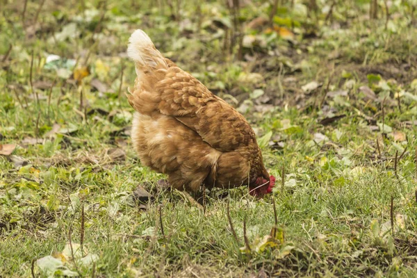 さまざまな色のいくつかの鶏 デュアルパーパス 卵と肉 国内鳥のファームの芝生の上を歩く — ストック写真