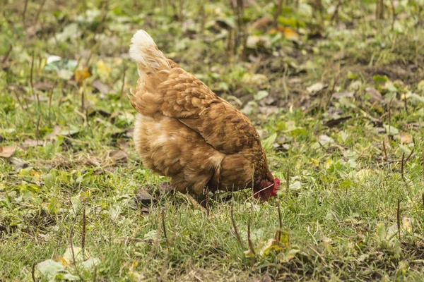 Farklı renklerde birkaç tavuk. Çift amaçlı, yumurta ve et. Yerli kuşlar çiftlik çim üzerinde yürüyor. 
