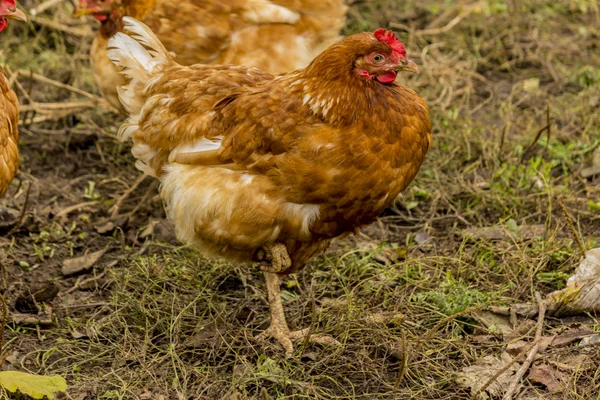Mehrere Hühner Verschiedenen Farben Mehrzweck Eier Und Fleisch Hausvögel Spazieren — Stockfoto