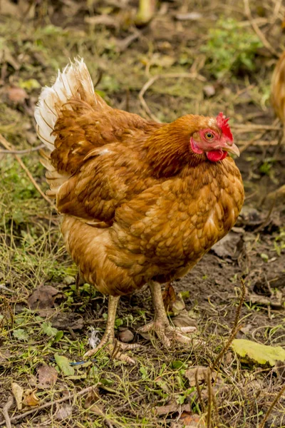 Mehrere Hühner Verschiedenen Farben Mehrzweck Eier Und Fleisch Hausvögel Spazieren — Stockfoto
