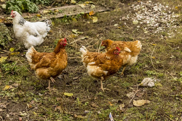 さまざまな色のいくつかの鶏 デュアルパーパス 卵と肉 国内鳥のファームの芝生の上を歩く — ストック写真