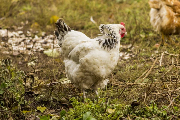 Eine Leichte Sussex Henne Mehrzweck Eier Und Fleisch Mehrzweck Eier — Stockfoto