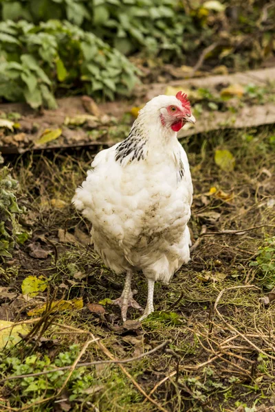 Eine Leichte Sussex Henne Mehrzweck Eier Und Fleisch Mehrzweck Eier — Stockfoto