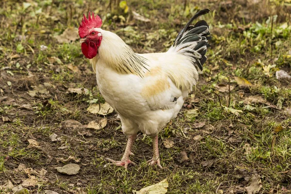 Einen Leichten Sussex Schwanz Mehrzweck Eier Und Fleisch Hausvogelwanderung Auf — Stockfoto